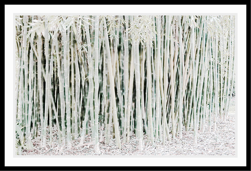 Groove of Bamboo in shades of white.